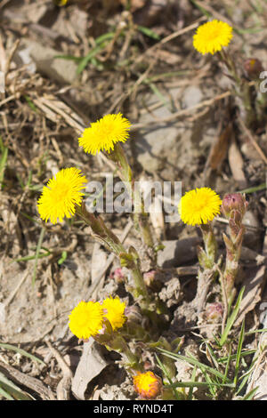 Gelbe Blume Mutter und Stiefmutter im Gras. Die ersten Frühlingsblumen. Gelb Frühling Blumen Stockfoto