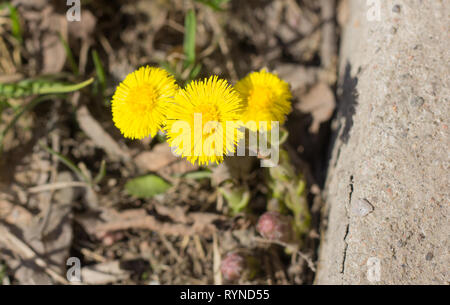 Gelbe Blume Mutter und Stiefmutter im Gras. Die ersten Frühlingsblumen. Gelb Frühling Blumen Stockfoto
