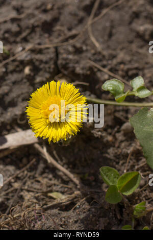 Gelbe Blume Mutter und Stiefmutter im Gras. Die ersten Frühlingsblumen. Gelb Frühling Blumen Stockfoto