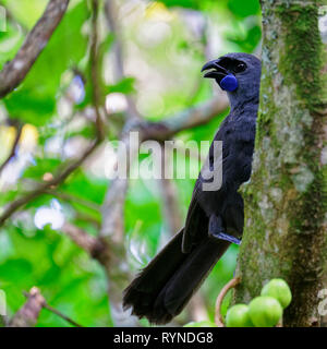 North Island kōkako, Tiritiri Matangi Island Open Nature Reserve, Neuseeland. Stockfoto