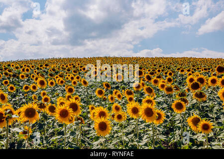 Feld mit Sonnenblumen in Burgos. Stockfoto