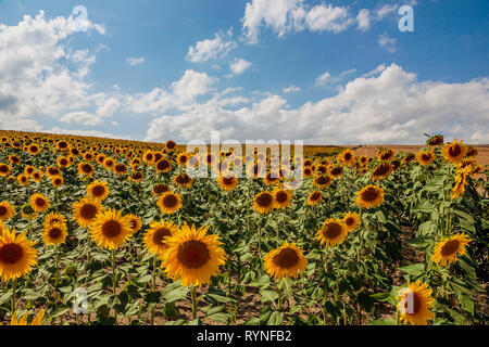 Feld mit Sonnenblumen in Burgos. Stockfoto