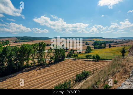 Feld mit Sonnenblumen in Burgos. Stockfoto