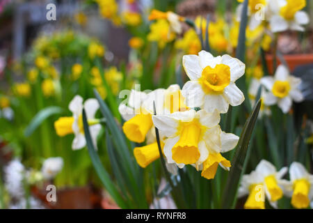Blumenstrauß aus Narcissus tazetta Frühling Blumen mit weißen Blütenblättern und gelbe Trompete auf verschwommenen Hintergrund mit anderen Blumen Stockfoto