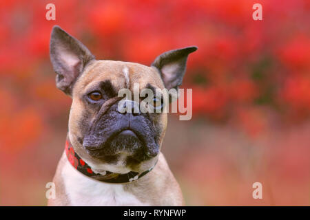 Portraitfotos der Kopf einer fawn Französische Bulldogge Hund mit schwarzer Maske und spitzen Ohren vor verschwommener roter Herbst Hintergrund Stockfoto