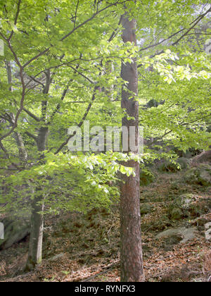 Blätter im Frühjahr. Grüne Wälder mit schönen Licht von Peneda Geres National Park, Northern Portugal. Stockfoto