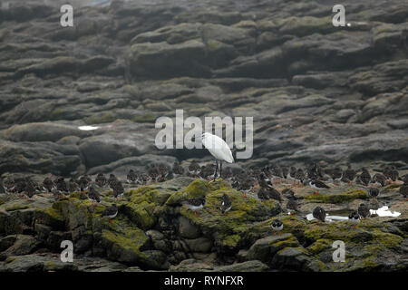 Weiße Reiher und andere Küstenvögel geschützt von der Stürmischen See auf der felsigen Nordküste von Portugal Stockfoto