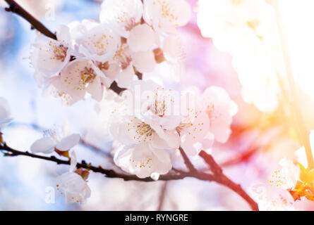 Aprikosen blühen im Garten. Schöner Frühling saisonale Hintergrund gut für Grußkarte, Einladung Hochzeit, Web. Stockfoto