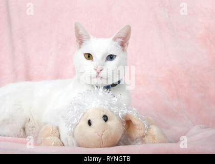 Adorable Kleine weiße Katze mit Heterochromia, odd-eyed, Verlegung auf eine rosa Decke auf der Suche direkt im Viewer gedrückt halten und Ihr Liebling stickig schützend Stockfoto