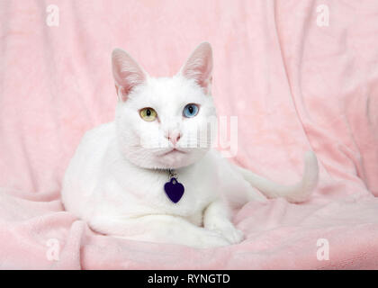 Adorable Kleine weiße Katze mit Heterochromia, odd-eyed, Verlegung auf eine rosa Decke direkt an Viewer suchen. Kragen mit leeren Namen Tag. Stockfoto