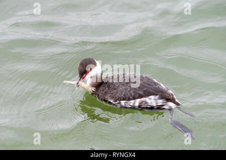 Eine schwarze necked Grebe, in nicht-Zucht Gefieder schwimmen Essen kleine Tintenfische. Haubentaucher sind klein bis mittel-groß, haben Gelappt Zehen und sind excelle Stockfoto