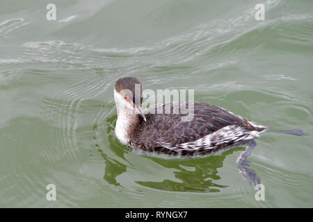 Eine schwarze necked Grebe, in nicht-Zucht Gefieder schwimmen. Haubentaucher sind klein bis mittel-groß, haben Gelappt Zehen und sind ausgezeichnete Schwimmer und div. Stockfoto