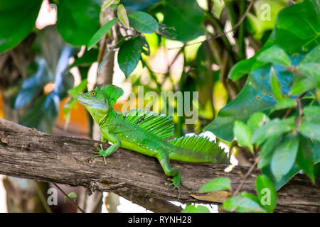 Grüne crested Basilisk lizard auf Ast in Tortuguero Kanäle in der Nähe von Puerto Limon, Costa Rica. Stockfoto