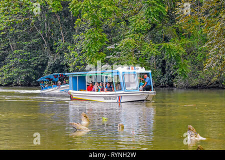 Tortuguero canal Touristen onnature & Wildlife Watching Tour in der Nähe von Limon, Costa Rica Stockfoto