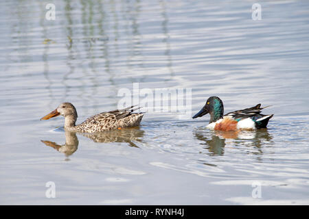 Männliche und weibliche Northern Shoveler Ente in seichtem Wasser, Essen. Diese Sorte ist unverkennbar in der nördlichen Hemisphäre aufgrund seiner großen Spatelförmig bi Stockfoto