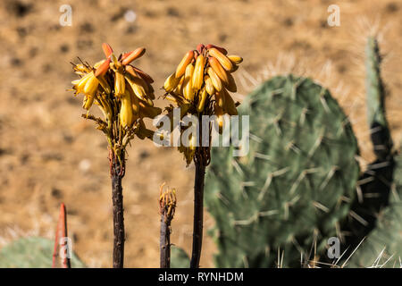 Kandelaber Bäume Euphorbia candelabrum in der Nähe von Wukro Cherkos in Äthiopien Stockfoto