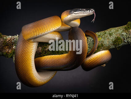 Bothrochilus albertisii/Weiß lippig Python Stockfoto