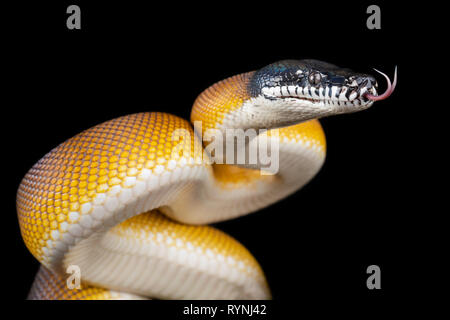 Bothrochilus albertisii/Weiß lippig Python Stockfoto