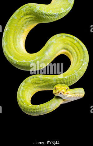 Grüne Baumpython / Morelia Viridis Stockfoto