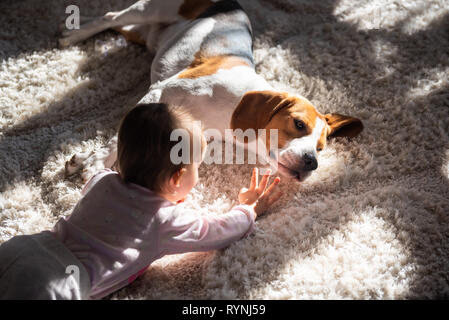 Hund müde schläft auf dem Boden. Baby erreichen Hunde Kopf. Beagle auf dem Teppich in der Sonne. Stockfoto