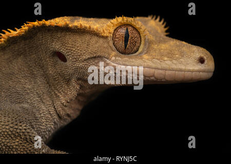 Correlophus ciliatus/Crested Gecko Stockfoto