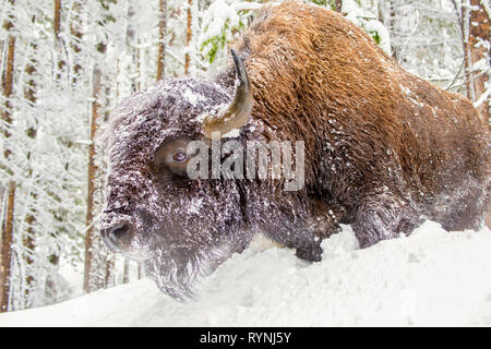 Riesige Bison, reißt ein Schnee Bank in der Mitte einer winterlichen Kiefernwald. Stockfoto