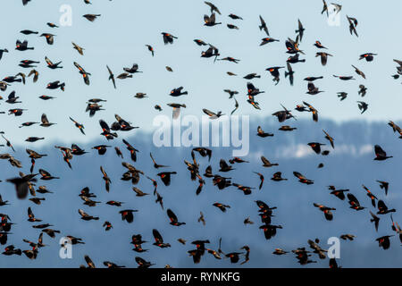 Red Winged Blackbird (Agelaius phoeniceus) Migration fliegen in Formation über Farmland auf einem späten Winter morgen Stockfoto