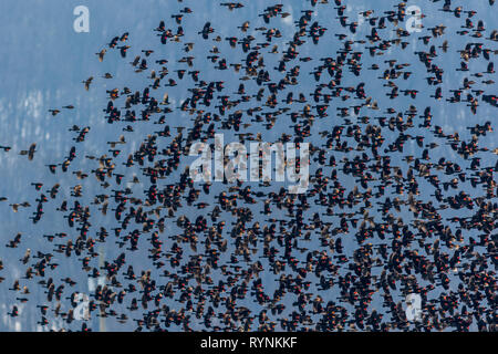 Red Winged Blackbird (Agelaius phoeniceus) Migration fliegen in Formation über Farmland auf einem späten Winter morgen Stockfoto