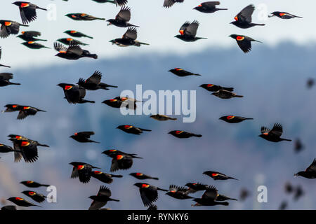 Red Winged Blackbird (Agelaius phoeniceus) Migration fliegen in Formation über Farmland auf einem späten Winter morgen Stockfoto