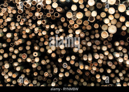 Stapel der Bambusstab. Stapel von Rundholz Rundholz. Große Stapel von Holz- Protokolle für industrielle oder Produktion. Lager von Material für Möbel Stockfoto