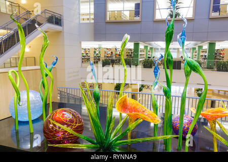 Florida Davie, Nova Southeastern University, Alvin Sherman Library, Campus, Hochschulbildung, Schule, Atrium, Inneneinrichtung, Kunst, Dale Chihuly, Glas die NSU Stockfoto