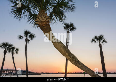 Florida Saint St. Lucie County, Fort Ft. Pierce, A1A, North Beach Causeway, sabalpalmen, Palmen, Sonnenuntergang, Dämmerung, Abend, Silhouette, Intracoastal Bridge, FL090 Stockfoto