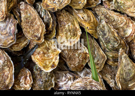 Austern auf den Zähler in Kisten aus Holz, auf dem Markt. Austern zum Verkauf an der Seafood Market. Fisch Marktstand voller frischer shell Austern. Frische oys Stockfoto