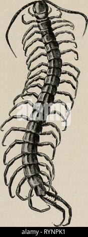 Elementare Lehrbuch der Zoologie elementare Lehrbuch der Zoologie und Entomologie. elementarytextbo 00 kell Jahr: [c1915] SCHLEIM SCHNECKEN UND INSEKTEN 125 pendra MYRIAPODS spp., haben 21 zu 20 - drei Körper-Ringe, jeweils mit ein paar Beine, und die Antennen haben siebzehn bis zwanzig Gelenke. Sie leben in warmen Regionen, einige wachsende Solange zwölf Zoll oder mehr zu sein. Die 'Beißen' oder Wunde, die durch das Gift Haltekrallen fatal für Insekten und andere kleine Tiere, ihre Beute, und schmerzhaft oder sogar gefährlich für den Menschen. Die verbreitete Ansicht, dass Tings ein tausendfüssler" mit all seinen Füßen fallen Stockfoto