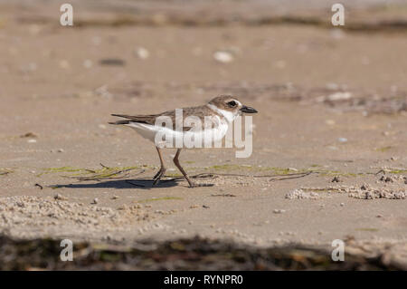 Semipalmated Plover, Charadrius semipalmatus, im Winter Gefieder, Fütterung am Ufer; Florida. Stockfoto