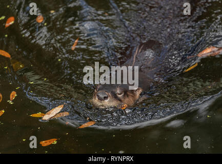 North American River Otter, Lontra canadensis, Schwimmen im Fluss, Florida. Stockfoto