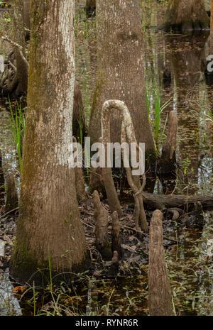 Kahlen Zypresse, distichum Taxodium distichum, Knie in Wäldern im unteren Suwannee National Wildlife Refuge, West Florida. Stockfoto