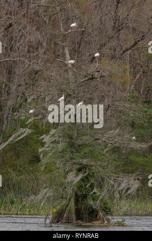 American White ibis, Eudocimus Albus, Gruppe Rastplätze in Swamp Cypress, in Wakulla Springs State Park. Stockfoto