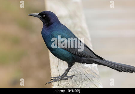 Männliche Boot-tailed Grackle, Quiscalus Major auf Geländer thront. Florida. Stockfoto