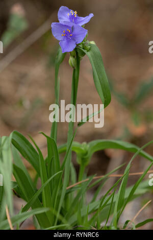 Ohio spiderwort, Tradescantia ohiensis, in voller Blüte, Florida. Stockfoto