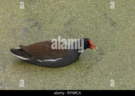 Gemeinsame, gallinule Gallinula galeata, Fütterung auf WASSERLINSEN-bedeckten Teich, Florida. Stockfoto