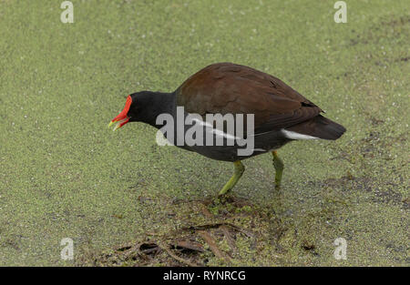 Gemeinsame, gallinule Gallinula galeata, Fütterung auf WASSERLINSEN-bedeckten Teich, Florida. Stockfoto