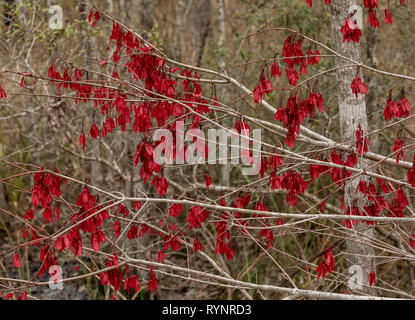 Rote Ahorn, Acer rubrum Obst im Winter, mit schönen roten Samaras. Florida. Stockfoto