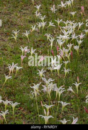 Atamasco-Lily, Zephyranthes atamasca in Blüte in feuchten Wiesen; Feder, North Florida. Stockfoto