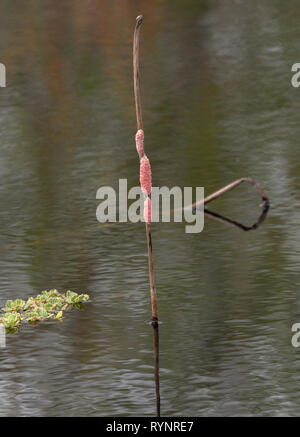 Ei Massen der Insel applesnail, Pomacea maculata, auf emergent Aquatic, Sweetwater, Florida. Stockfoto