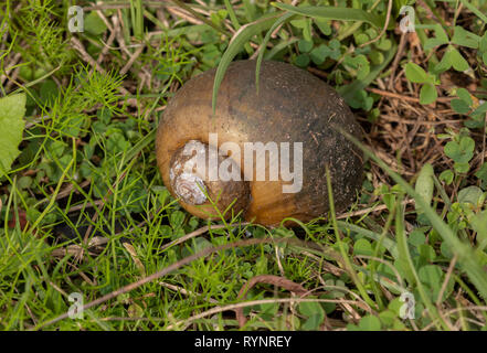 Insel applesnail, Pomacea maculata, in feuchten Wiesen am See. Florida. Stockfoto