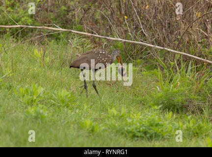 Limpkin, Aramus guarauna Durchführung Inselapfelschnecke, am Sweetwater Feuchtgebiet, Florida Stockfoto