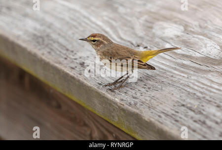 Palm Warbler, Setophaga palmarum, östliche Form, auf Zaun während nach Norden Migration thront; Florida. Stockfoto