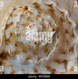 Große Schnecke Conch. Speral Textur Stockfoto