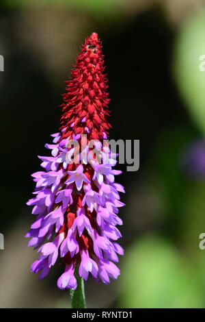 Nahaufnahme einer Orchidee primrose in voller Blüte Stockfoto